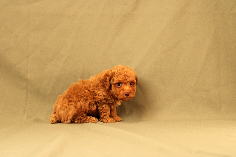 puppy, for, sale, Toy Poodle, Matthew B. Stoltzfus, dog, breeder, Gap, PA, dog-breeder, puppy-for-sale, forsale, nearby, find, puppyfind, locator, puppylocator, aca